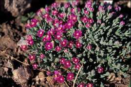laporteavenuenursery.com Rushia