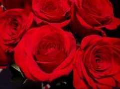 allaboutrosegardening.com Rusiah