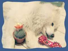 samoyede.ro Rusitoru