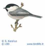 Rusiu