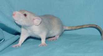 Rusla