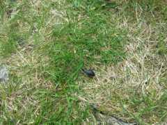 nysgjerrigheten.blogg.no Ruslene
