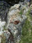 nysgjerrigheten.blogg.no Ruslene