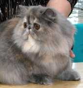 ltch-cattery.com Rusmiati
