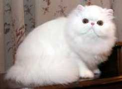 ltch-cattery.com Rusmiati
