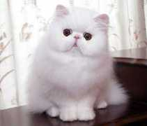 ltch-cattery.com Rusmiati