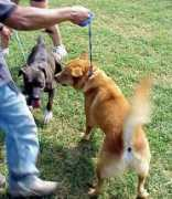 straydog.org Russall