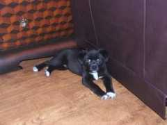 lonestarshihtzurescue.com Russet