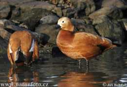 naturephoto-cz.com Rustand