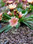 images.mooseyscountrygarden.com Rustata