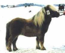 kellas-stud.co.uk Rustey