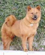 dogsaver.org Rustie