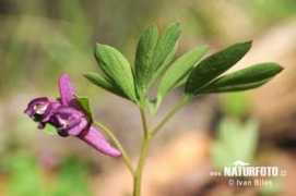 naturephoto-cz.com Rutenis