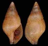 gastropods.com Ruthia