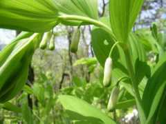 plant.ch Rutschmann
