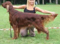 setter.ru Ruudi
