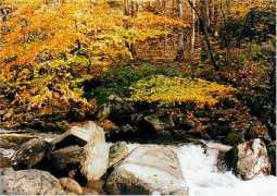 Ruver