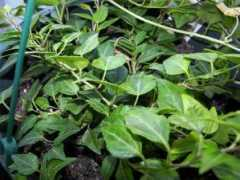 plantswap.net Ruyal