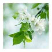 photodom.com Ruzane