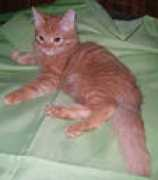 rouge-cat.narod.ru Ruzhena