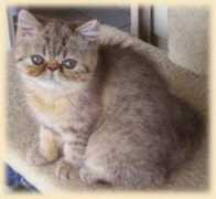 ryanicats.com Ryani