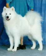 whiteshadow.com Ryer
