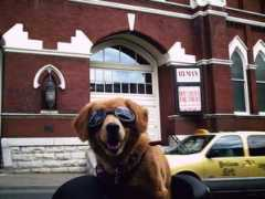 sandythedog.com Ryman
