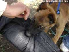 workingdogforum.com Ryot