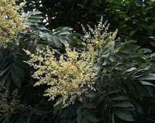 aoki2.si.gunma-u.ac.jp Ryugan