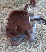 babsonarabians.com Saafa