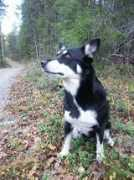 Saarikettu