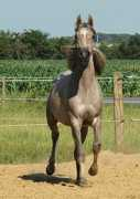 skou-arabians.dk Sabaana