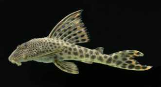 silurus.acnatsci.org Sabaji