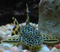 badmanstropicalfish.com Sabaji