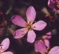 missouriplants.com Sabatia
