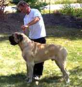 mastiffbigdog.com Sabein