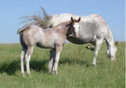 centraldakotasquarterhorses-paints.com Sabiano