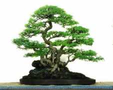 artofbonsai.org Sabiena
