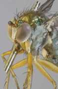 diptera.info Sabinus