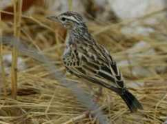 worldbirds.eu Sabota