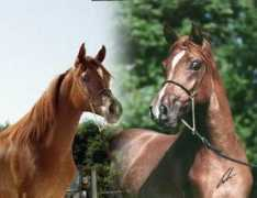 2all.co.il Sabren