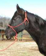 blazesequinerescue.com Sabrinat