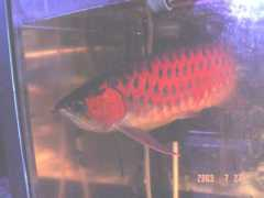 arowana.co.kr Sacamoto