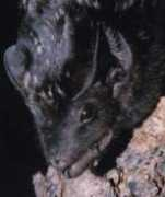 Saccol