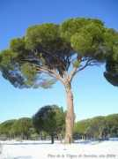 Sacedon