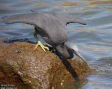 oiseaux.net Sacree