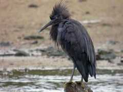oiseaux.net Sacree