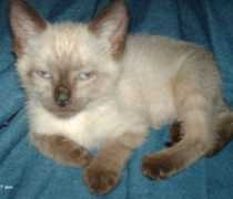 Sadie