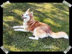 alaknaksiberians.com Sadiea