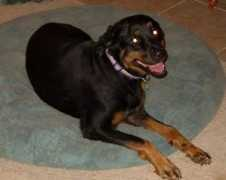 lovepetsitting.com Sadieh